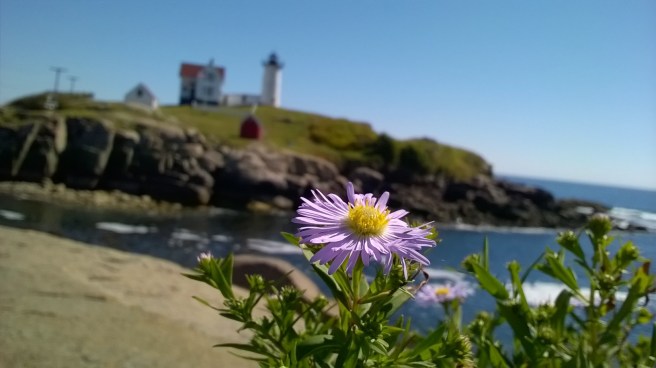 flower at Nubble Light